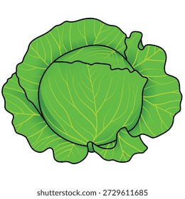 Detailed realistic green cabbage vegetable vector illustration isolated on transparent background. Perfect for food, grocery and packaging designs.