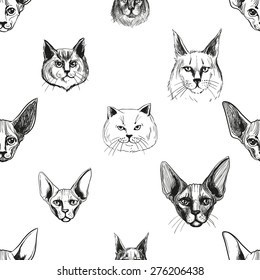 Detailed realistic hand drawn sphynx, norwegian, maine, british cat portrait. Vector illustration. Set of isolated drawing kitten heads and faces some breeds. Black pattern on white background