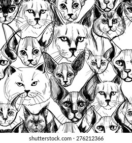 Detailed realistic hand drawn sphynx, british, maine coon, abyssinian cat portrait. Vector illustration. Set of isolated drawing kitten heads and faces some breeds. Black pattern on white background