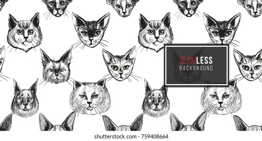 Detailed realistic hand drawn sphynx, persian, norwegian, british, maine, abyssinian cat portrait. Vector illustration. Black pattern on white background