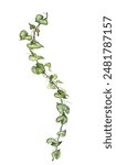 Detailed realistic ivy leaves isolated on white background. Watercolor hand painted botany. Green stem