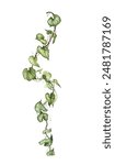 Detailed realistic ivy leaves isolated on white background. Watercolor hand painted botany. Green stem