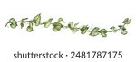 Detailed realistic ivy leaves isolated on white background. Watercolor hand painted botany. Green stem