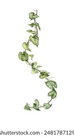 Detailed realistic ivy leaves isolated on white background. Watercolor hand painted botany. Green stem