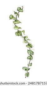 Detailed realistic ivy leaves isolated on white background. Watercolor hand painted botany. Green stem