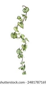 Detailed realistic ivy leaves isolated on white background. Watercolor hand painted botany. Green stem