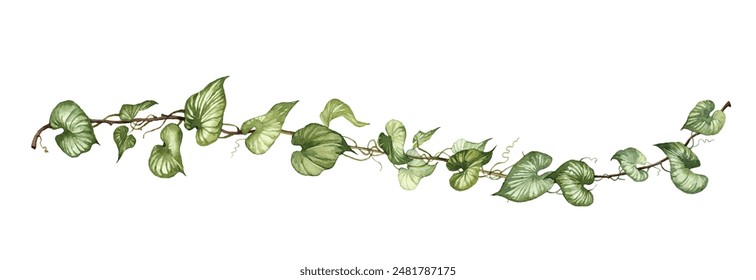 Detailed realistic ivy leaves isolated on white background. Watercolor hand painted botany. Green stem