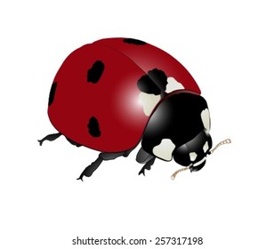 Detailed Realistic Ladybug Vector Drawing (Coccinella septempunctata)