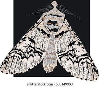 Detailed realistic moth - Vector hand drawn art