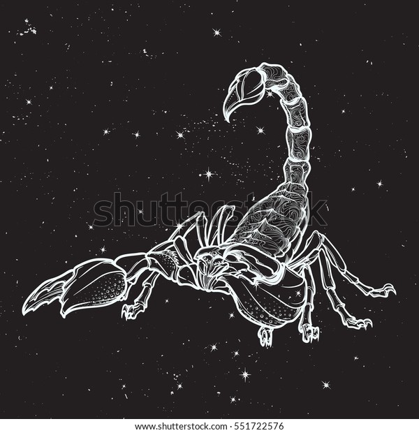 夜空の背景に細かくリアルなさそり座の図 生き物の背中に飾り付け タトゥーデザイン 干支サインコンセプトアート 占星術の記事イラスト Eps10のベクターイラスト のベクター画像素材 ロイヤリティフリー