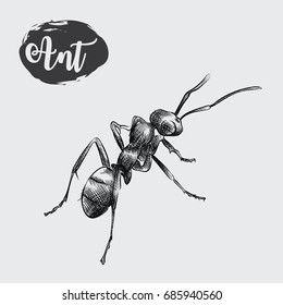 Detailed realistic sketch of ant isolated on white background. Hand drawn insect elements vector illustration.