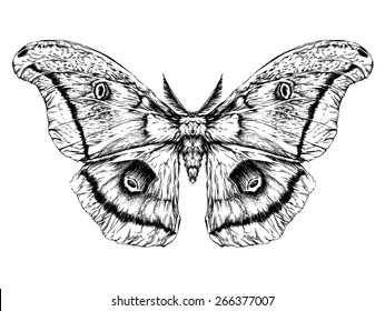 Detailed realistic sketch of a butterfly / moth