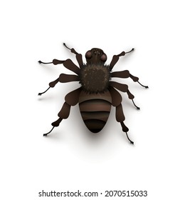 Detailed realistic spider isolated on white