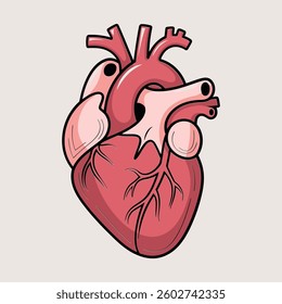 A detailed and realistic vector illustration of a human anatomical heart, showcasing the arteries, veins, and chambers in a stylized medical design. 