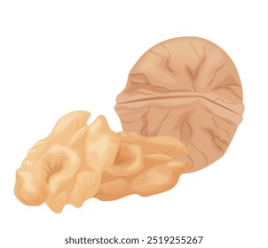 Ilustração do vetor de noz realista detalhada, ideal para projetos de alimentos e saúde.