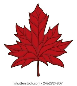Detailed red maple leaf in cartoon style isolated on white background.
