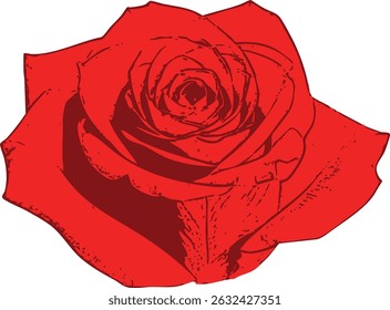 Detailed red rose bloom with no leaves  a graphic representation of purity and emotion, ideal for logos and decorative use.  The flower's petals are intricately outlined and shaded.