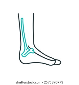 Detailed Representation of Fibula Anatomy