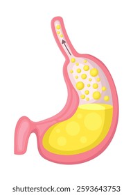 A detailed representation of the human stomach anatomy along with the depiction of digestive fluids