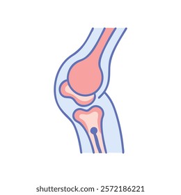 Detailed Representation of Patella Anatomy