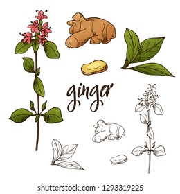 Detailed retro image of ginger. Ink sketch isolated on white background. Herb spice. Vector illustration.