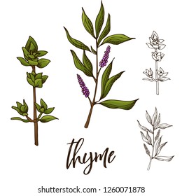 Detailed retro image of thyme. Ink sketch isolated on white background. Herb spice. Vector illustration.