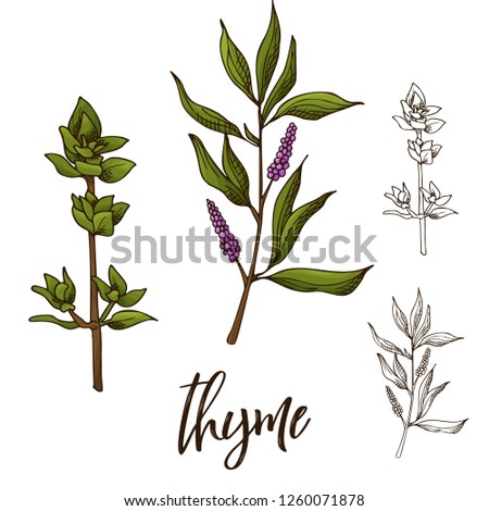 Detailed retro image of thyme. Ink sketch isolated on white background. Herb spice. Vector illustration.