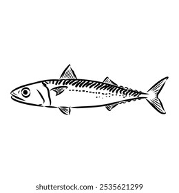 Detailed Sardine Fish vector illustration. Perfect for culinary, marine, and environmental designs.