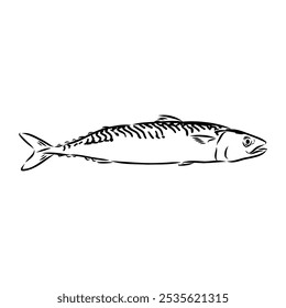 Detailed Sardine Fish vector illustration. Perfect for culinary, marine, and environmental designs.