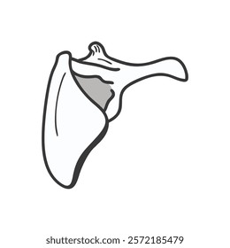 Detailed Scapula Anatomy Vector Icon Design