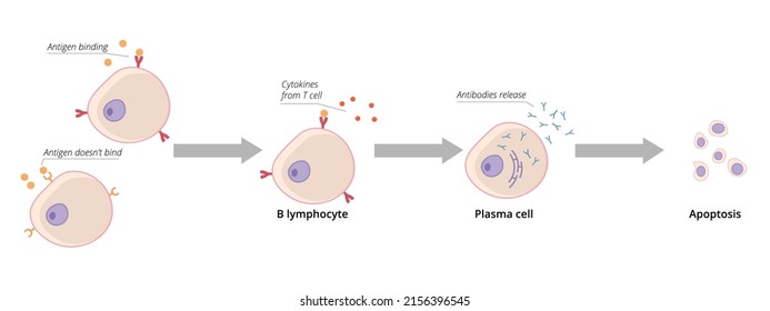 Detailed Scheme Of B Cell Activation. Mature B Cell Encounters Antigen That Binds To Its B Cell Receptor And It Becomes Activated