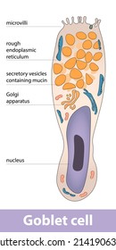 Detailed Scheme Of Mucus-secreting Goblet Cell Structure.   