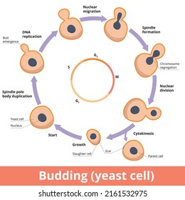 Detailed Scheme Of Yeast Budding, Including Chromosome Segregation, Nuclear Division And Cytokinesis