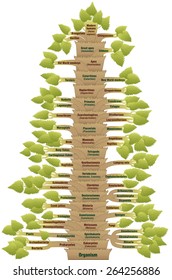 Detailed scientific classification of modern humans, from ORGANISM via VERTEBRATES through to HOMO SAPIENS. A phylogenetic tree with trunk (orders/suborders) and branches (related life forms). Vector. 