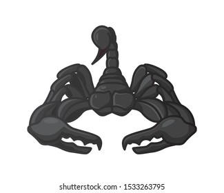 Detailed Scorpion with Front View Illustration