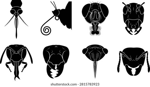 A detailed set of black silhouettes demonstrating different types of insect mouthparts, heads, and proboscis structures. This vector graphic collection is perfect for biological diagrams, educational textbooks, science charts, and wildlife illustrations.A detailed set of black silhouettes demonstrating different types of insect mouthparts, heads, and proboscis structures. This vector graphic collection is perfect for biological diagrams, educational textbooks, science charts, and wildlife illustrations.