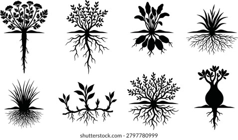 A detailed set of black vector silhouettes showcasing various plant root systems, taproots, tubers, and underground biological structures. This versatile graphic collection is ideal for agricultural, educational, botanical, and gardening design themes.