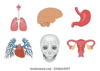 Un conjunto detallado de ilustraciones de órganos humanos, con los pulmones, el cerebro, el estómago, el corazón, el cráneo y el útero. Ideal para diseños educativos y médicos.