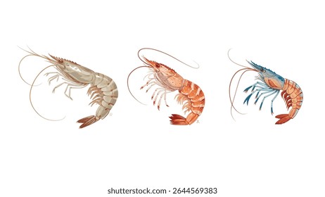 Detailed  set of shrimp vector illustration showcasing lifelike textures and colors, great for seafood branding and marine-inspired graphics