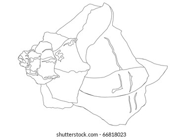 Detailed Shell Outline