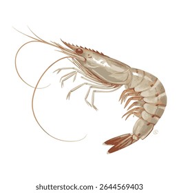 Detailed shrimp vector illustration showcasing lifelike textures and colors, great for seafood branding and marine-inspired graphics
