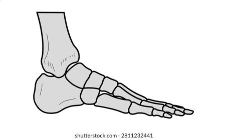 Detailed side view illustration of human foot bones showing tarsals and metatarsals in a clean, professional medical diagram style.