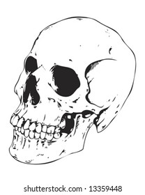 detailed side view skull
