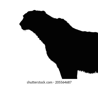 Detailed Silhouette of Alert Standing Cheetah 