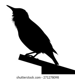 Detailed silhouette of common starling or Sturnus vulgaris sitting on roof of its home. EPS 10 vector illustration