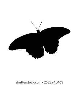 Detailed silhouette of a large butterfly with spread wings, isolated on a white background.