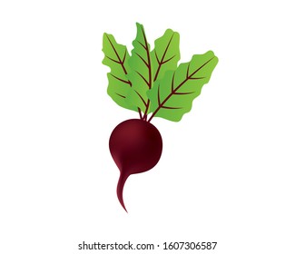 Detailed Single Red Beet Illustration