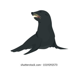 Detailed Sitting Sea Lion Illustration