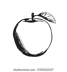 Detailed sketch of apple with leaf for educational display