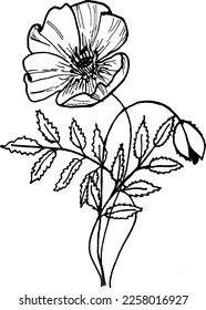 Detailed sketch a bouquet of poppies. Hand drawn illustration.